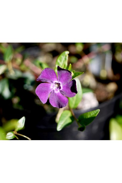 Vinca minor Atropurpurea
